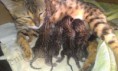 /album/the-long-awaited-litter-a-/evening-sunbeam-bengal-cat-bengal-katzen-amina-bengalska-macka-kocka-1-week-old-litter-a-5-jpg/